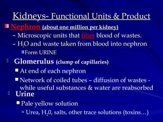 Kidneys-Kidneys- Functional Units & ProductFunctional Units & Product
NephronNephron (about one million per kidney)(about one million per kidney)
– Microscopic units thatMicroscopic units that filterfilter blood of wastes.blood of wastes.
– HH22O and waste taken from blood into nephronO and waste taken from blood into nephron
Form URINEForm URINE
 Glomerulus (clump of capillaries)
 At end of each nephron
 Network of coiled tubes – diffusion of wastes -
while useful substances & water are reabsorbed
 Urine
 Pale yellow solution
 Urea, H20, salts, other trace solutions (toxins…)
 