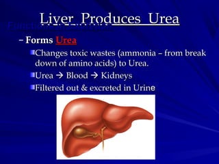 Liver Produces UreaLiver Produces UreaFunctions in ExcretionFunctions in Excretion
– FormsForms UreaUrea
Changes toxic wastes (ammonia – from breakChanges toxic wastes (ammonia – from break
down of amino acids) to Urea.down of amino acids) to Urea.
UreaUrea  BloodBlood  KidneysKidneys
Filtered out & excreted in UrinFiltered out & excreted in Urinee
 