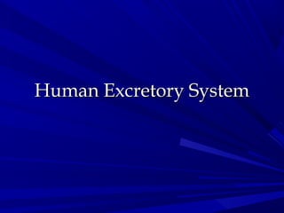 Human Excretory SystemHuman Excretory System
 
