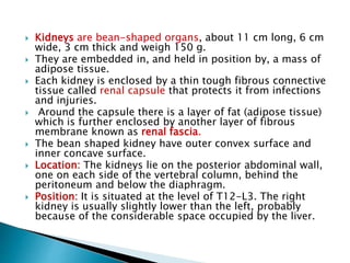  Kidneys are bean-shaped organs, about 11 cm long, 6 cm
wide, 3 cm thick and weigh 150 g.
 They are embedded in, and held in position by, a mass of
adipose tissue.
 Each kidney is enclosed by a thin tough fibrous connective
tissue called renal capsule that protects it from infections
and injuries.
 Around the capsule there is a layer of fat (adipose tissue)
which is further enclosed by another layer of fibrous
membrane known as renal fascia.
 The bean shaped kidney have outer convex surface and
inner concave surface.
 Location: The kidneys lie on the posterior abdominal wall,
one on each side of the vertebral column, behind the
peritoneum and below the diaphragm.
 Position: It is situated at the level of T12-L3. The right
kidney is usually slightly lower than the left, probably
because of the considerable space occupied by the liver.
 