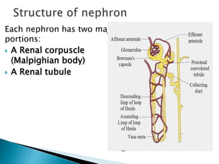 Each nephron has two major
portions:
 A Renal corpuscle
(Malpighian body)
 A Renal tubule
 
