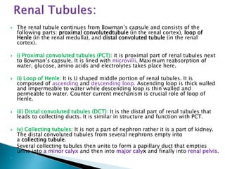  The renal tubule continues from Bowman’s capsule and consists of the
following parts: proximal convolutedtubule (in the renal cortex), loop of
Henle (in the renal medulla), and distal convoluted tubule (in the renal
cortex).
 i) Proximal convoluted tubules (PCT): it is proximal part of renal tubules next
to Bowman’s capsule. It is lined with microvilli. Maximum reabsorption of
water, glucose, amino acids and electrolytes takes place here.
 ii) Loop of Henle: It is U shaped middle portion of renal tubules. It is
composed of ascending and descending loop. Ascending loop is thick walled
and impermeable to water while descending loop is thin walled and
permeable to water. Counter current mechanism is crucial role of loop of
Henle.
 iii) Distal convoluted tubules (DCT): It is the distal part of renal tubules that
leads to collecting ducts. It is similar in structure and function with PCT.
 iv) Collecting tubules: It is not a part of nephron rather it is a part of kidney.
The distal convoluted tubules from several nephrons empty into
a collecting tubule.
 Several collecting tubules then unite to form a papillary duct that empties
urine into a minor calyx and then into major calyx and finally into renal pelvis.

 