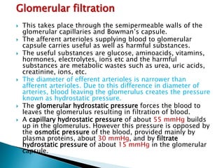 Glomerular filtration
 This takes place through the semipermeable walls of the
glomerular capillaries and Bowman’s capsule.
 The afferent arterioles supplying blood to glomerular
capsule carries useful as well as harmful substances.
 The useful substances are glucose, aminoacids, vitamins,
hormones, electrolytes, ions etc and the harmful
substances are metabolic wastes such as urea, uric acids,
creatinine, ions, etc.
 The diameter of efferent arterioles is narrower than
afferent arterioles. Due to this difference in diameter of
arteries, blood leaving the glomerulus creates the pressure
known as hydrostatic pressure.
 The glomerular hydrostatic pressure forces the blood to
leaves the glomerulus resulting in filtration of blood.
 A capillary hydrostatic pressure of about 55 mmHg builds
up in the glomerulus. However this pressure is opposed by
the osmotic pressure of the blood, provided mainly by
plasma proteins, about 30 mmHg, and by filtrate
hydrostatic pressure of about 15 mmHg in the glomerular
capsule.
 