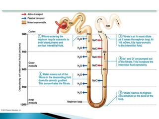 Excretory system ppt