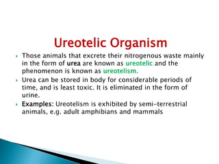 Ureotelic Organism
 Those animals that excrete their nitrogenous waste mainly
in the form of urea are known as ureotelic and the
phenomenon is known as ureotelism.
 Urea can be stored in body for considerable periods of
time, and is least toxic. It is eliminated in the form of
urine.
 Examples: Ureotelism is exhibited by semi-terrestrial
animals, e.g. adult amphibians and mammals
 