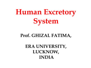 Human Excretory
System
Prof. GHIZAL FATIMA,
ERA UNIVERSITY,
LUCKNOW,
INDIA
 
