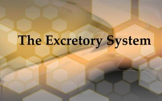 The Excretory System
 