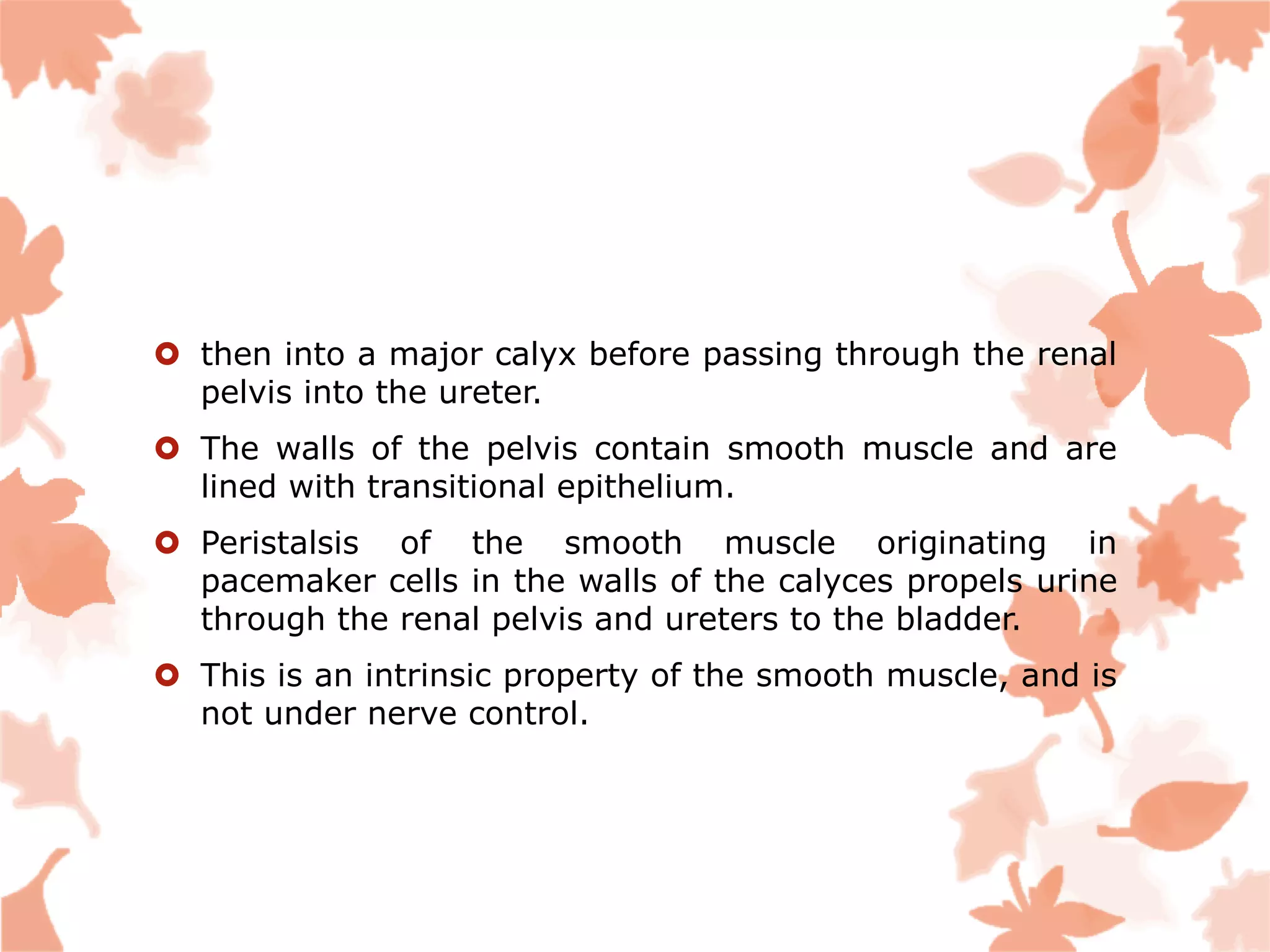  then into a major calyx before passing through the renal
pelvis into the ureter.
 The walls of the pelvis contain smooth muscle and are
lined with transitional epithelium.
 Peristalsis of the smooth muscle originating in
pacemaker cells in the walls of the calyces propels urine
through the renal pelvis and ureters to the bladder.
 This is an intrinsic property of the smooth muscle, and is
not under nerve control.
 
