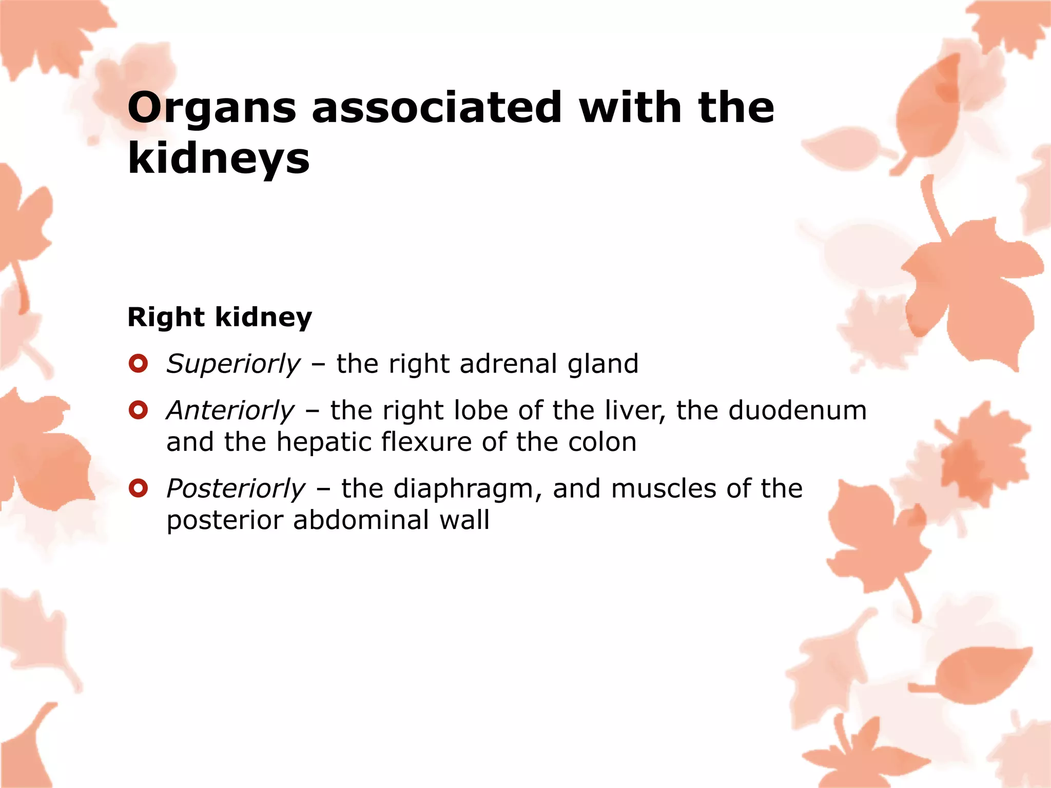 Organs associated with the
kidneys
Right kidney
 Superiorly – the right adrenal gland
 Anteriorly – the right lobe of the liver, the duodenum
and the hepatic flexure of the colon
 Posteriorly – the diaphragm, and muscles of the
posterior abdominal wall
 