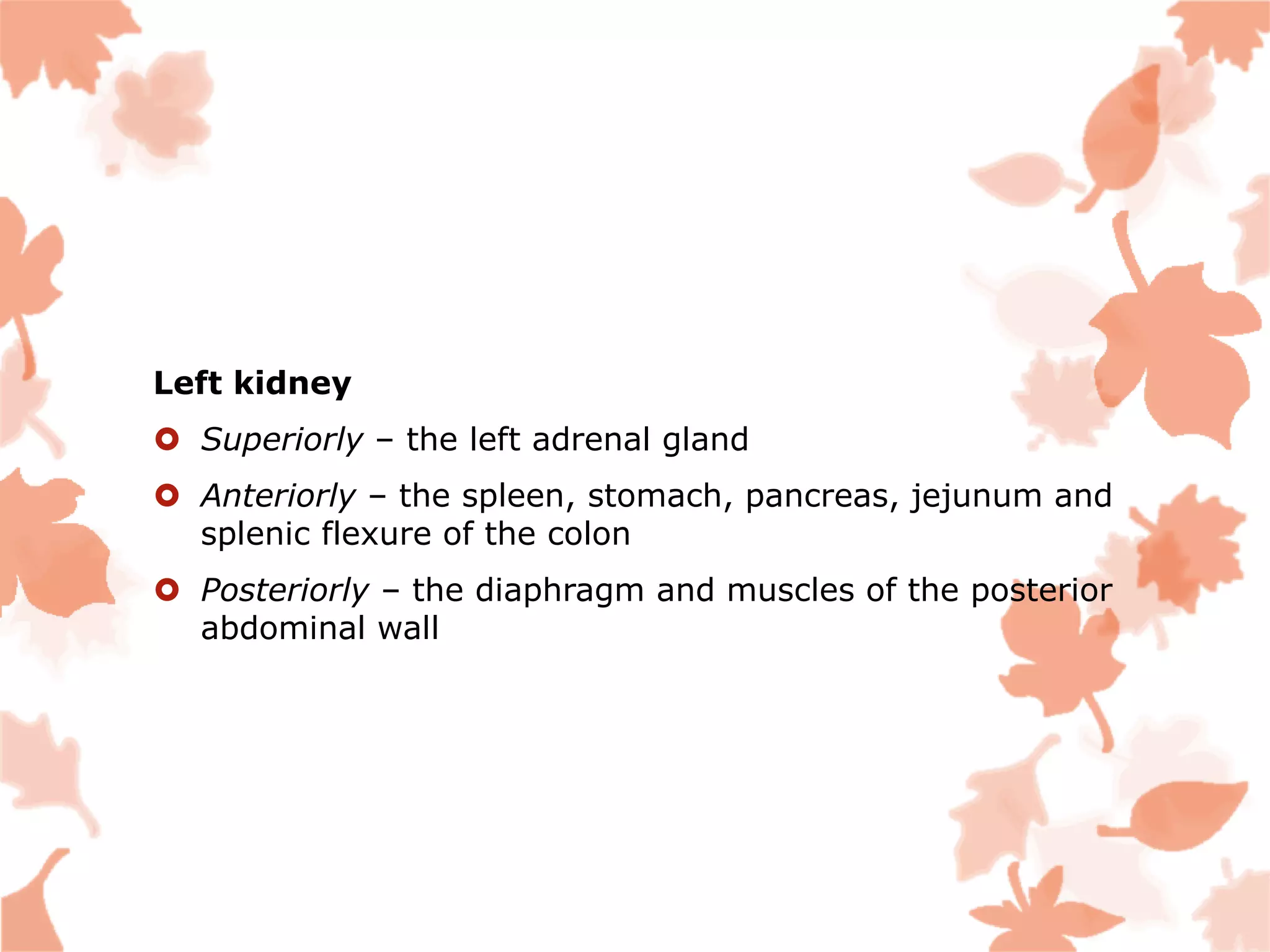 Left kidney
 Superiorly – the left adrenal gland
 Anteriorly – the spleen, stomach, pancreas, jejunum and
splenic flexure of the colon
 Posteriorly – the diaphragm and muscles of the posterior
abdominal wall
 