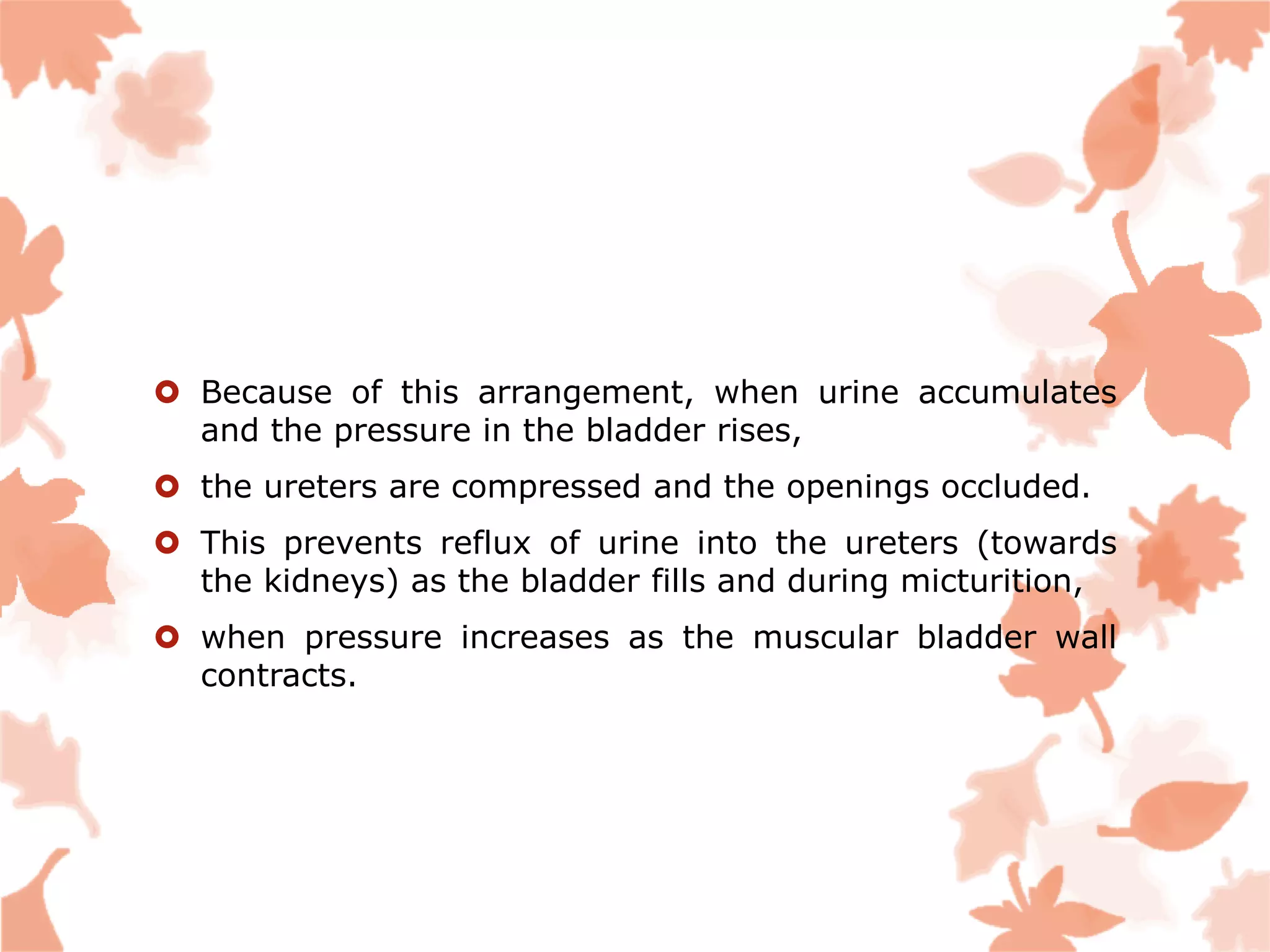  Because of this arrangement, when urine accumulates
and the pressure in the bladder rises,
 the ureters are compressed and the openings occluded.
 This prevents reflux of urine into the ureters (towards
the kidneys) as the bladder fills and during micturition,
 when pressure increases as the muscular bladder wall
contracts.
 