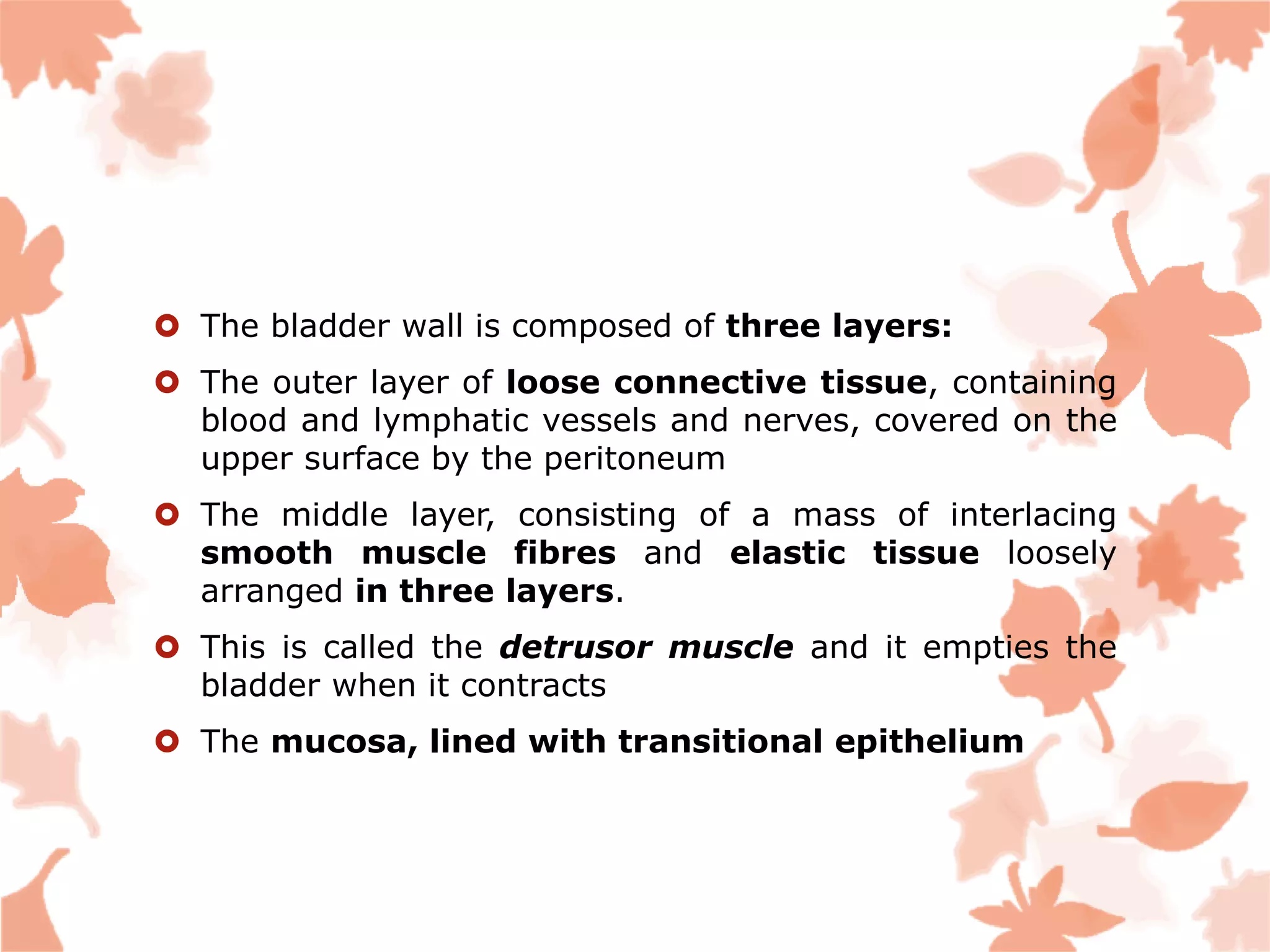  The bladder wall is composed of three layers:
 The outer layer of loose connective tissue, containing
blood and lymphatic vessels and nerves, covered on the
upper surface by the peritoneum
 The middle layer, consisting of a mass of interlacing
smooth muscle fibres and elastic tissue loosely
arranged in three layers.
 This is called the detrusor muscle and it empties the
bladder when it contracts
 The mucosa, lined with transitional epithelium
 