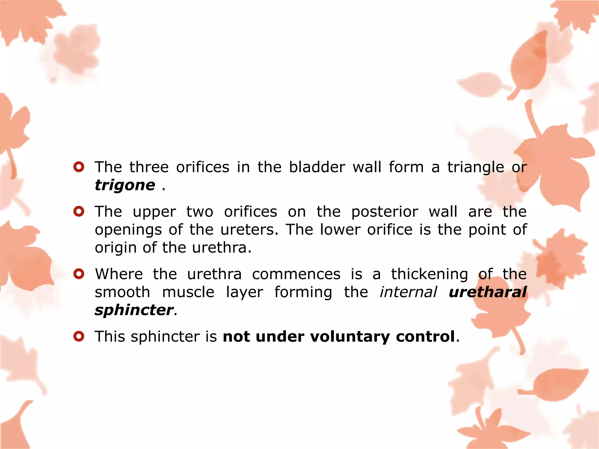  The three orifices in the bladder wall form a triangle or
trigone .
 The upper two orifices on the posterior wall are the
openings of the ureters. The lower orifice is the point of
origin of the urethra.
 Where the urethra commences is a thickening of the
smooth muscle layer forming the internal uretharal
sphincter.
 This sphincter is not under voluntary control.
 