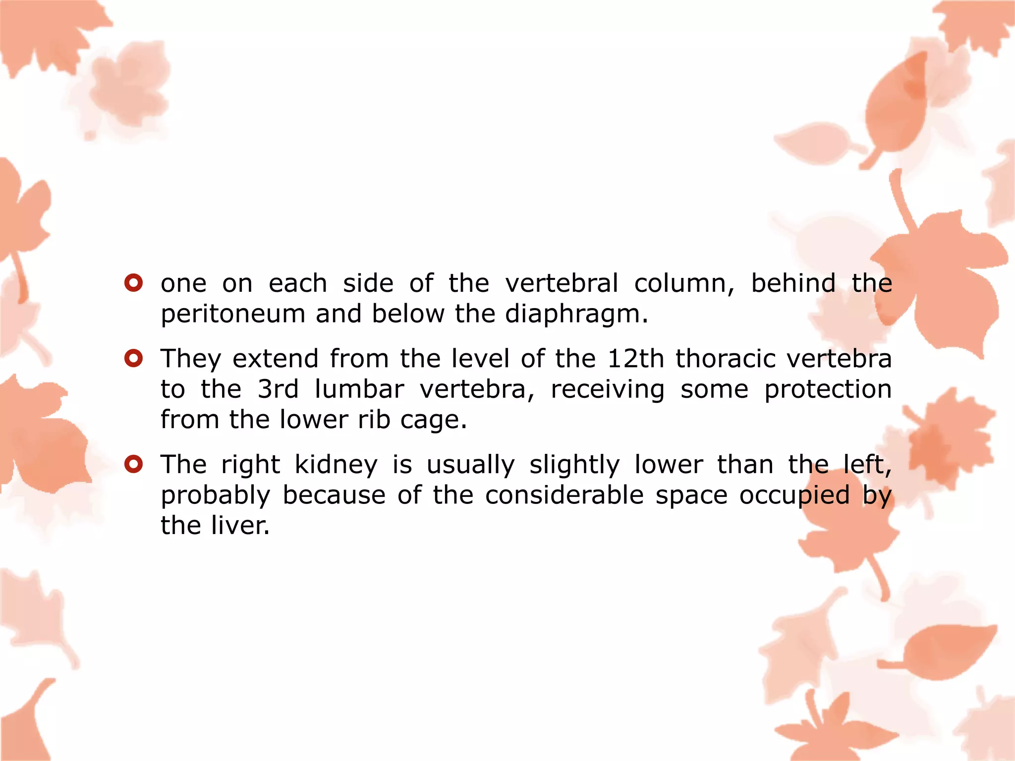  one on each side of the vertebral column, behind the
peritoneum and below the diaphragm.
 They extend from the level of the 12th thoracic vertebra
to the 3rd lumbar vertebra, receiving some protection
from the lower rib cage.
 The right kidney is usually slightly lower than the left,
probably because of the considerable space occupied by
the liver.
 