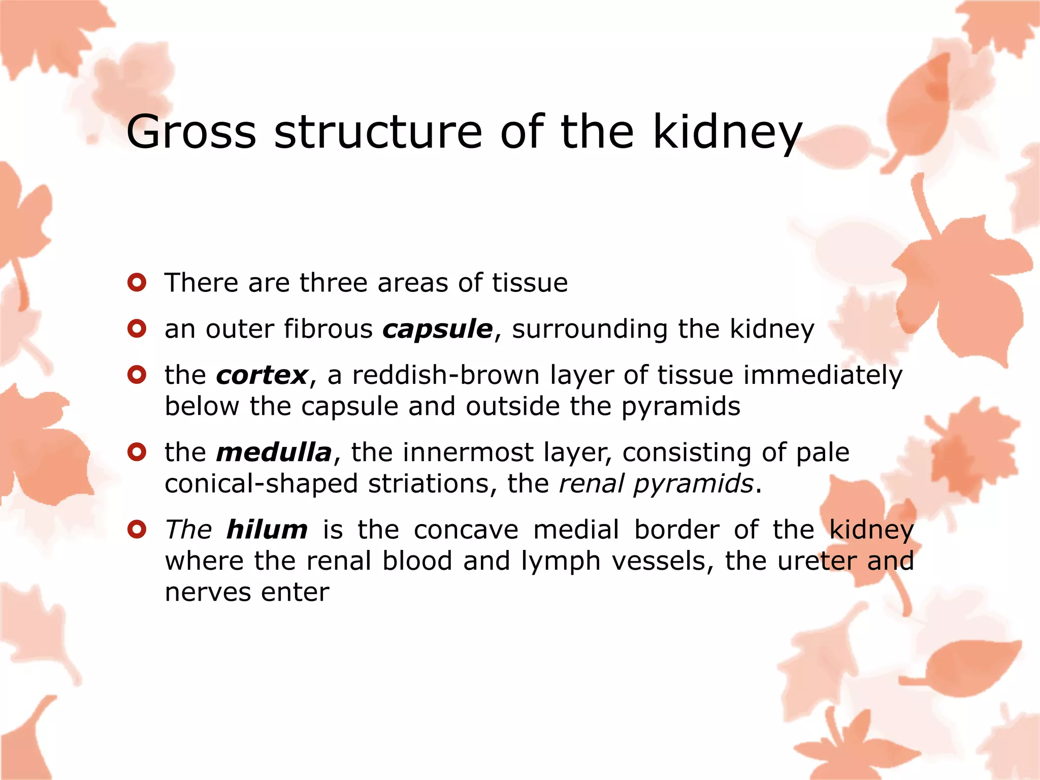 Gross structure of the kidney
 There are three areas of tissue
 an outer fibrous capsule, surrounding the kidney
 the cortex, a reddish-brown layer of tissue immediately
below the capsule and outside the pyramids
 the medulla, the innermost layer, consisting of pale
conical-shaped striations, the renal pyramids.
 The hilum is the concave medial border of the kidney
where the renal blood and lymph vessels, the ureter and
nerves enter
 