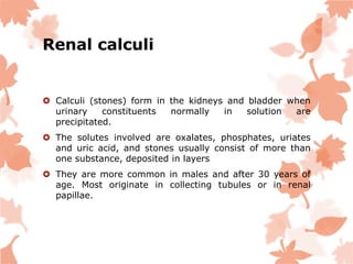 Urinary System Anatomy | PPTX