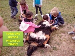 TENEN UNS
GOSSOS
PRECIOSOS
TAMBÉ!