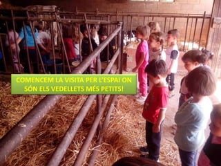 COMENCEM LA VISITA PER L’ESPAI ON
SÓN ELS VEDELLETS MÉS PETITS!