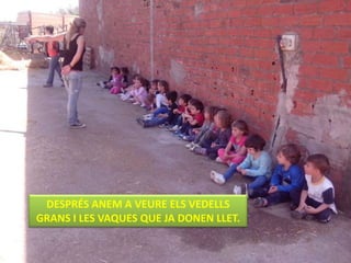 DESPRÉS ANEM A VEURE ELS VEDELLS
GRANS I LES VAQUES QUE JA DONEN LLET.