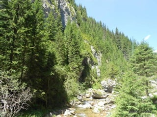 photo - stelaphoto - stela
 