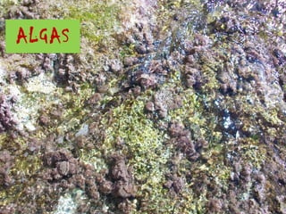 ALGAS