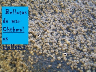 Bellotas
de mar
Chthmal
us
stellatus