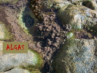 ALGAS