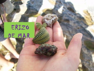 ERIZO
DE MAR
