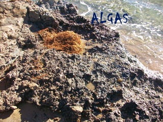 -ALGAS
