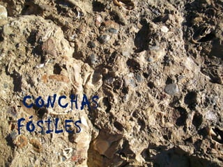 -CONCHAS
FÓSILES