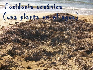 -Posidonia oceánica
(una planta en el agua)
