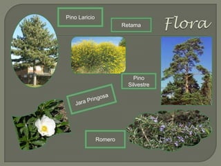 Pino Laricio
Romero
Retama
Pino
Silvestre
 