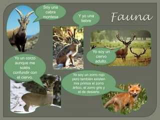 Soy una
cabra
montesa Y yo una
liebre
Yo soy un zorro rojo
pero también existen
mis primos el zorro
ártico, el zorro gris y
el de desierto
Yo soy un
ciervo
adulto.
Yo un corzo
aunque me
soléis
confundir con
el ciervo.
 