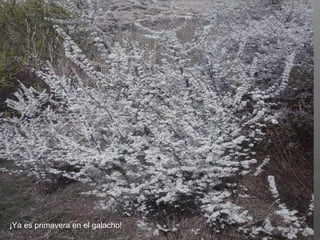 ¡Ya es primavera en el galacho!
 