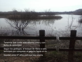 Tenemos que cuidar este entorno único y con
fecha de caducidad.
Según los geólogos, el bosque de ribera o soto,
terminará por conquistar el galacho frente al río.
Quedan unos 47 años para que eso ocurra.
 