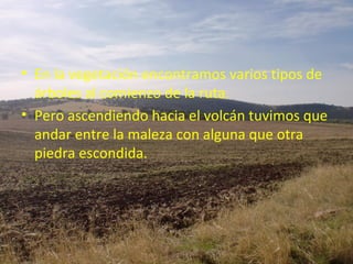 • En la vegetación encontramos varios tipos de
  árboles al comienzo de la ruta.
• Pero ascendiendo hacia el volcán tuvimos que
  andar entre la maleza con alguna que otra
  piedra escondida.
 