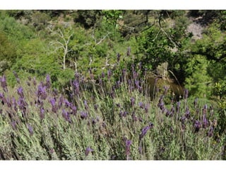 Excursión cabañeros1