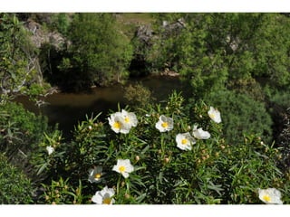 Excursión cabañeros1