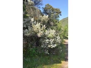 Excursión cabañeros1