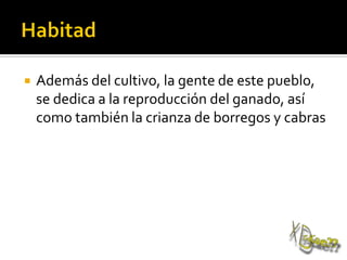  Además del cultivo, la gente de este pueblo,
se dedica a la reproducción del ganado, así
como también la crianza de borregos y cabras
 