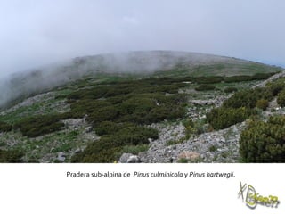 Pradera sub-alpina de Pinus culminicola y Pinus hartwegii.
 