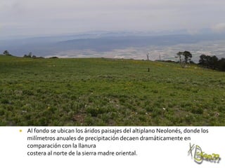  Al fondo se ubican los áridos paisajes del altiplano Neolonés, donde los
milímetros anuales de precipitación decaen dramáticamente en
comparación con la llanura
costera al norte de la sierra madre oriental.
 