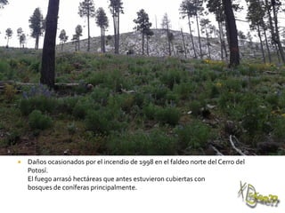  Daños ocasionados por el incendio de 1998 en el faldeo norte del Cerro del
Potosí.
El fuego arrasó hectáreas que antes estuvieron cubiertas con
bosques de coníferas principalmente.
 
