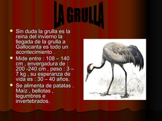  Sin duda la grulla es laSin duda la grulla es la
reina del invierno lareina del invierno la
llegada de la grulla allegada de la grulla a
Gallocanta es todo unGallocanta es todo un
acontecimiento .acontecimiento .
 Mide entre : 108 – 140Mide entre : 108 – 140
cm , envergadura de :cm , envergadura de :
200 -240 cm , peso : 3 –200 -240 cm , peso : 3 –
7 kg , su esperanza de7 kg , su esperanza de
vida es : 30 – 40 años.vida es : 30 – 40 años.
 Se alimenta de patatas .Se alimenta de patatas .
Maíz , bellotas ,Maíz , bellotas ,
legumbres elegumbres e
invertebrados.invertebrados.
 