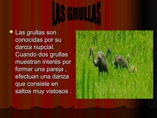  Las grullas sonLas grullas son
conocidas por suconocidas por su
danza nupcial.danza nupcial.
Cuando dos grullasCuando dos grullas
muestran interés pormuestran interés por
formar una pareja ,formar una pareja ,
efectuan una danzaefectuan una danza
que consiste enque consiste en
saltos muy vistosos .saltos muy vistosos .
 