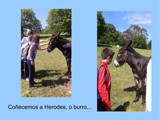 Coñecemos a Herodes, o burro...
 
