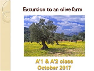 Excursion to an oliveExcursion to an olive farmfarm
 