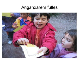 Anganxarem fulles 