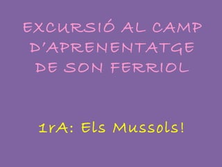 EXCURSIÓ AL CAMP
D’APRENENTATGE
DE SON FERRIOL
1rA: Els Mussols!
 