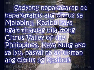 Sadyang napakasarap at
napakatamis ang citrus sa
Malabing, Kasibu kaya
nga’t tinawag nila itong
Citrus Valley of the
Philippines. Kaya kung ako
sa iyo, pasyal na at tikman
ang citrus ng Kasibu!!

 